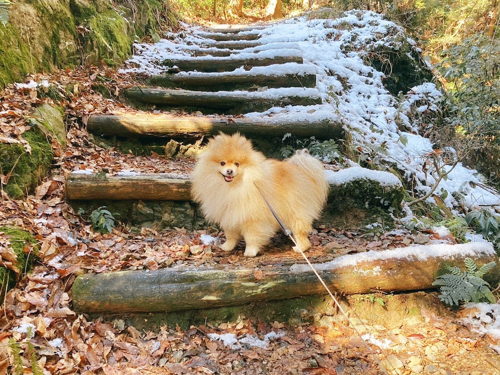 ハイキング ペット 岐阜 人気