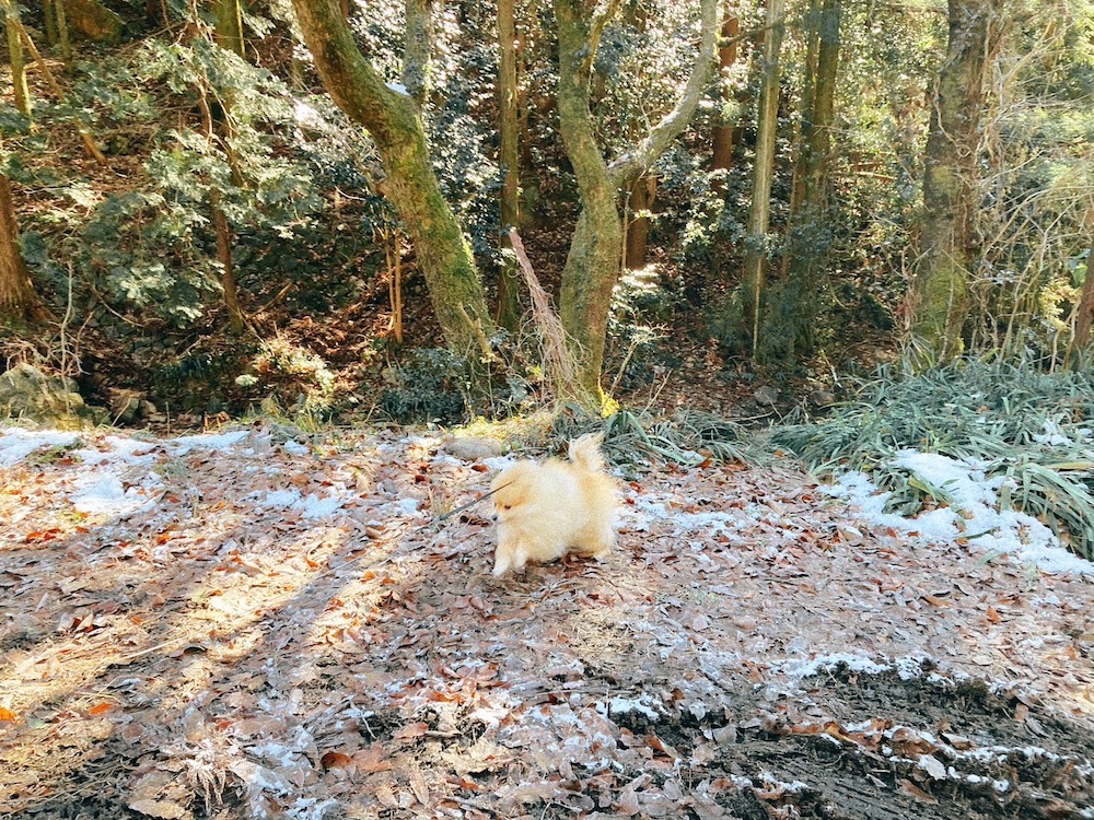 百々ヶ峰登山と王子さん