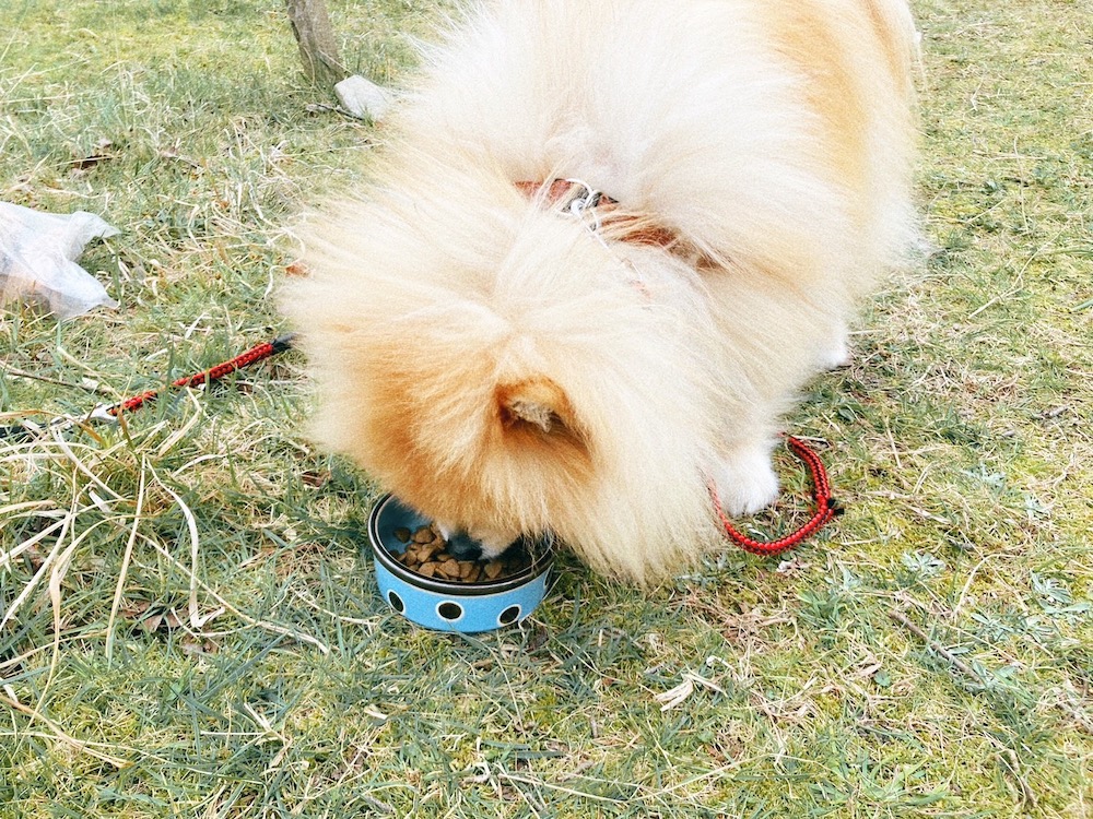 ごはんを食べる王子さん