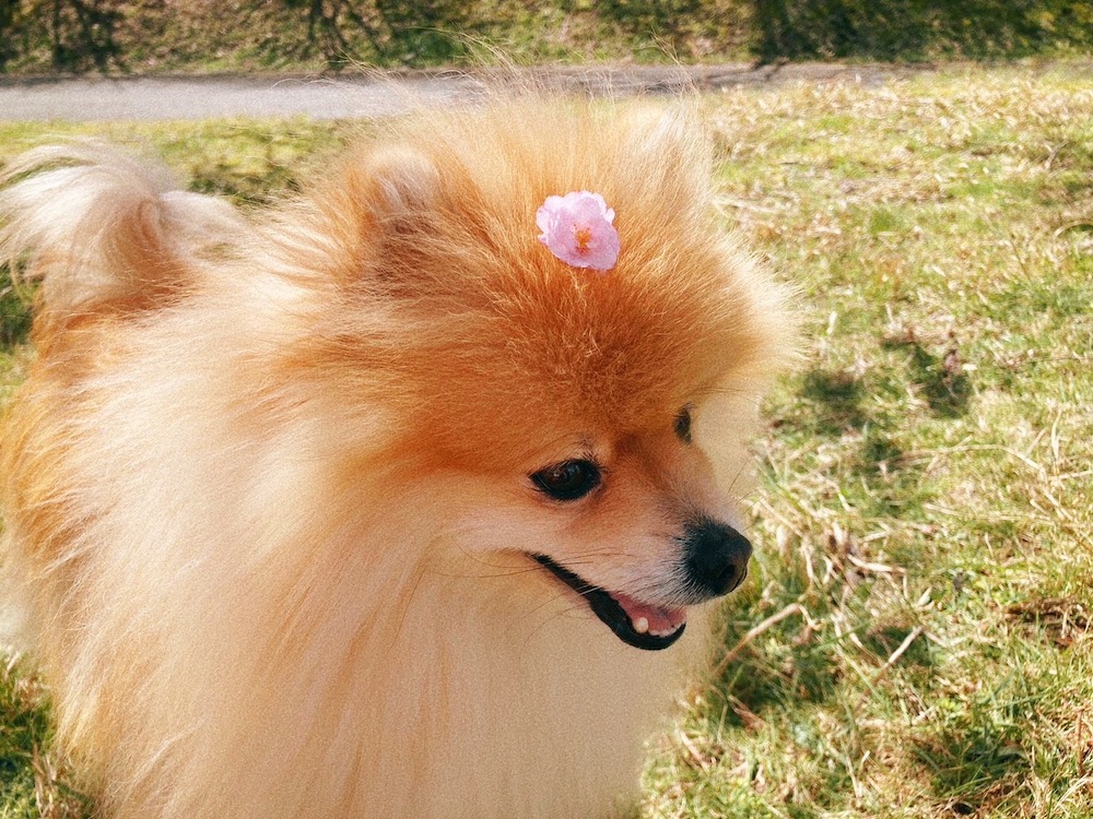 桜の花びらを乗せられた王子さん